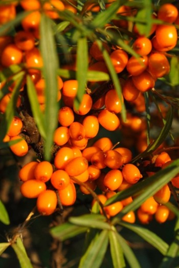 Обліпиха ‘Медова’|Hippophae rhamnoides ‘Medova’|Обліпиха ‘Медова’